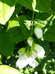 Philadelphus coronarius