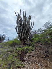 Cereus repandus
