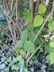 Philadelphus coronarius