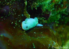 Goniobranchus verrieri