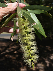 Melaleuca viridiflora attenuata