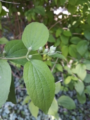 Philadelphus coronarius