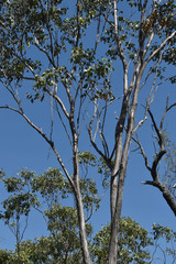 Eucalyptus moluccana