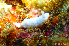 Goniobranchus verrieri