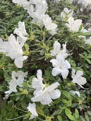 Rhododendron mucronatum