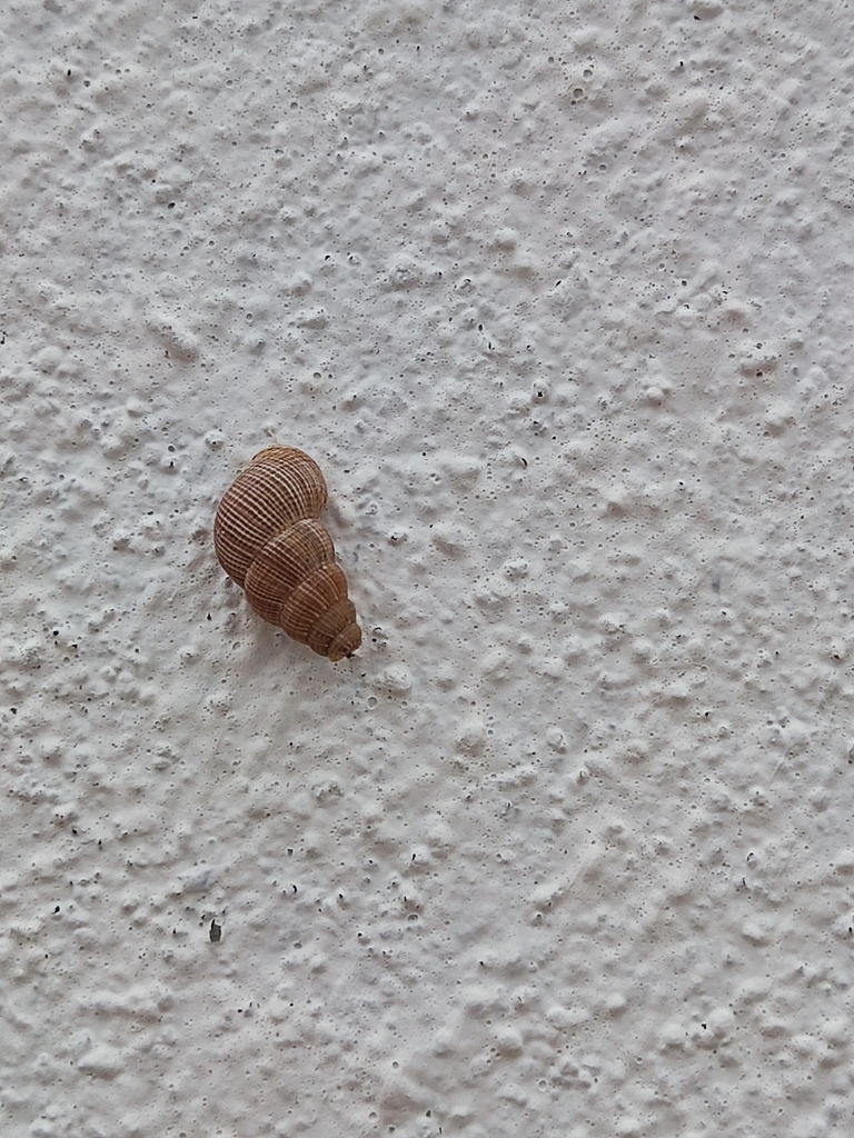Tudora aurantia