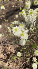 Fothergilla gardenii