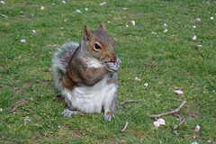 Sciurus carolinensis