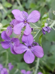 Lunaria annua