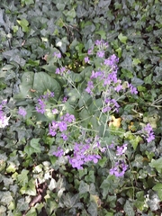 Lunaria annua