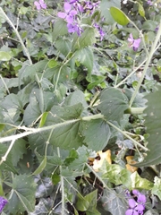 Lunaria annua