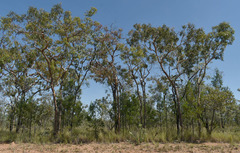 Corymbia leichhardtii