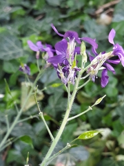 Lunaria annua