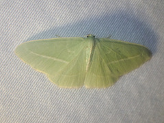 Chlorocoma stereota