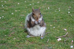 Sciurus carolinensis