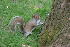Sciurus carolinensis