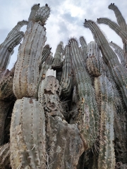 Cereus repandus