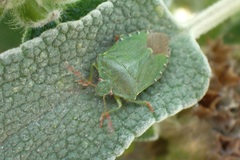 Palomena prasina