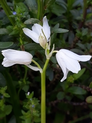 Magnoliopsida