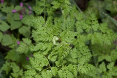 Anthriscus cerefolium