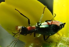 Cyrtosus cyanipennis