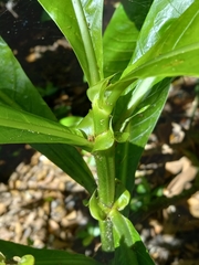 Psychotria grandis