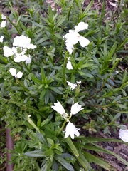 Magnoliopsida