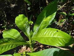 Psychotria grandis