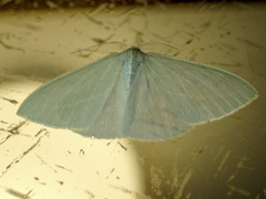 Chlorocoma stereota