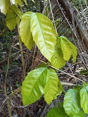 Paullinia pinnata