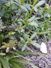 Magnoliopsida