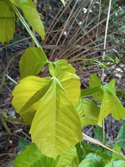 Paullinia pinnata