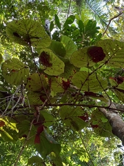 Coccoloba pubescens