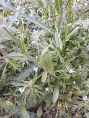 Myosotis arvensis