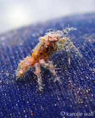 Schizophroida hilensis