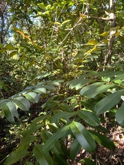 Simarouba