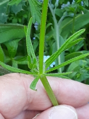 Myosotis arvensis