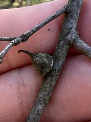 Callirhytis quercusventricosa