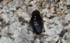 Copestylum comstocki