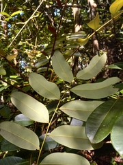 Simarouba