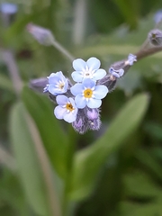 Magnoliopsida