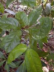 Hippocratea volubilis