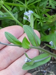 Magnoliopsida