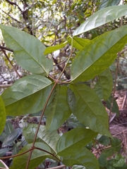 Hippocratea volubilis