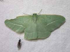 Chlorocoma stereota