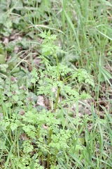 Anthriscus cerefolium