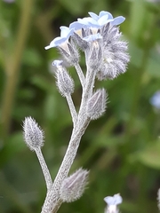 Magnoliopsida