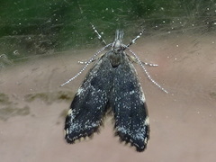 Eido trimaculella