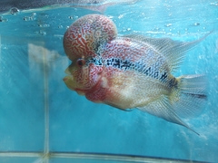 Amphilophus labiatus × cichlasoma trimaculatum