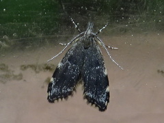 Eido trimaculella